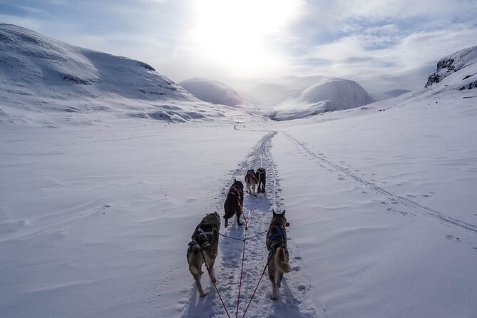 Fun & Easy Dog Sledding Adventure - Early Bird 08:10 - Meeting Point and Instructions