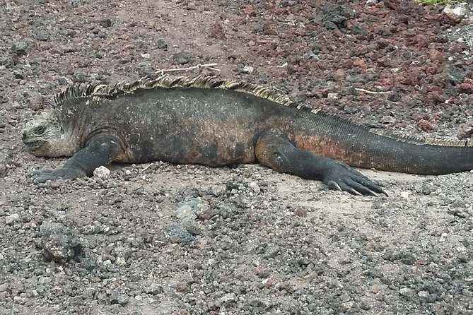 GALAPAGOS IDEAL (3Days) - Transfers and Activities