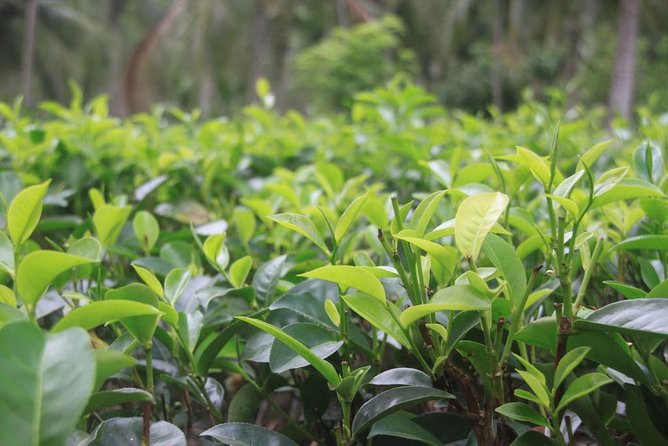 Galle Fort And Tea Factory Visit - Highlights of the Tea Factory