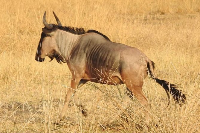 Game Drive and Rhino Viewing Safari - Rhino Viewing Experience