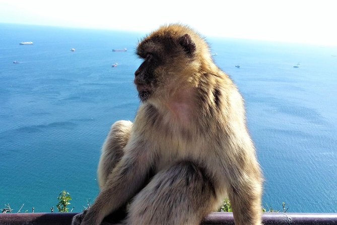 Gibraltar Private Tour From Marbella or Malaga - Itinerary Highlights