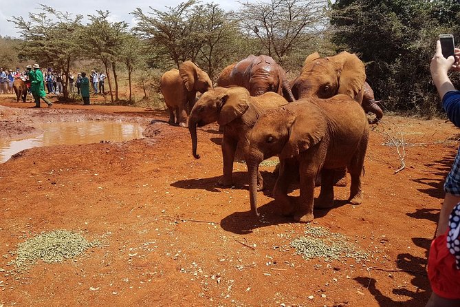 Giraffe Center & Elephant Orphanage Guided Day Tour From Nairobi - Experience Highlights