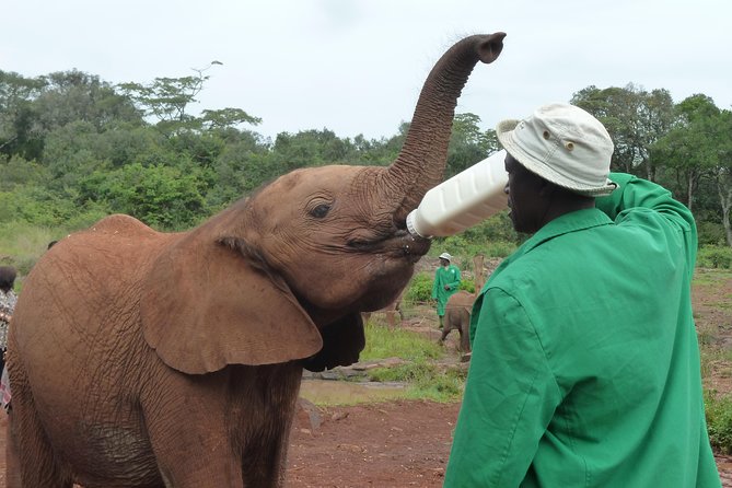 Giraffe Centre, Elephant Orphanage, National Museum & Beads Center - Inclusions