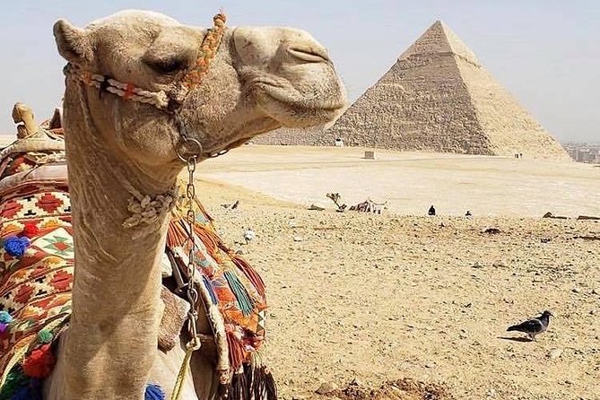Giza Pyramids and the Grand Museum From Cairo Hotels&Airport - Pricing and Availability
