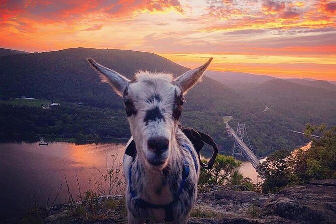 Goat Hiking, Beaver Dam Visit and Picnic in Quebec Forest - Guide and Companions
