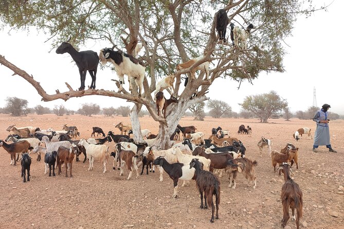 Goats on the Tree Trip From Agadir & Taghazout - Personalized Tour Format