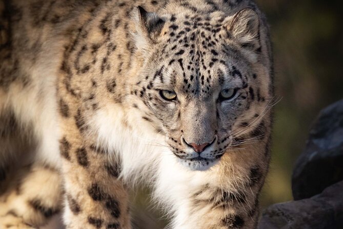Granby Zoo 1 Day - Tour Experience