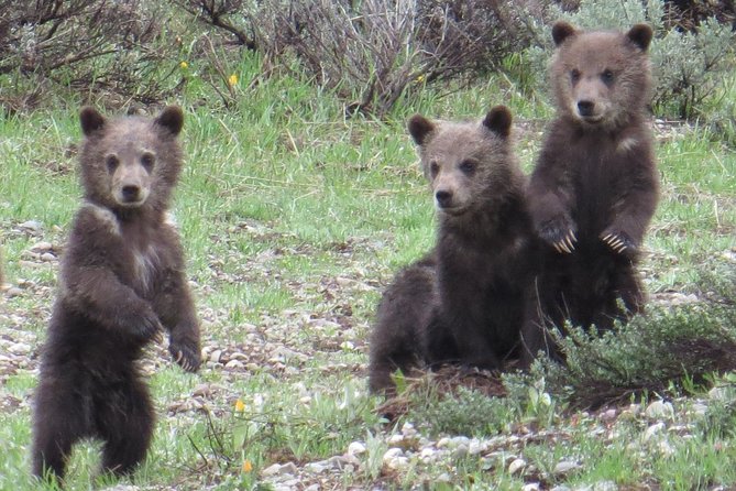 Grand Teton National Park - PRIVATE Full-Day Tour From Jackson Hole - Inclusions