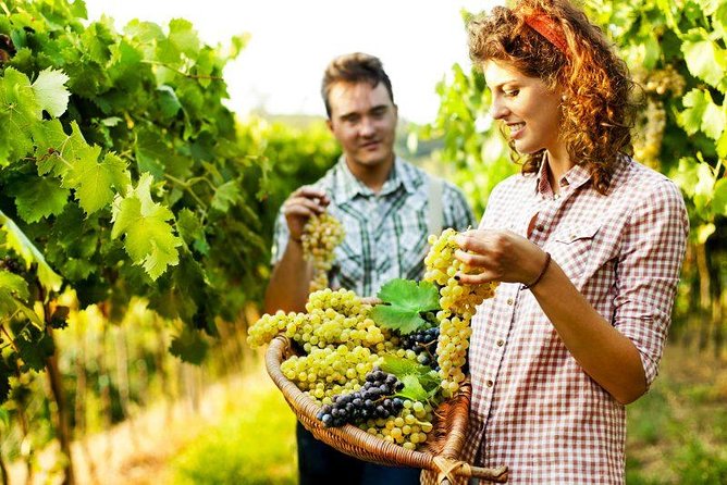 Grape Stomping in Chianti Tuscan Farmhouse From Siena - Accessibility and Participation