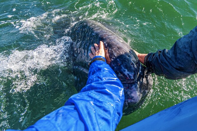 Gray Whale Watching Expedition at Magdalena Bay - Location and Logistics