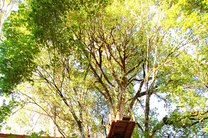 Guided Canopy Tour W/Transportation - Participant Requirements
