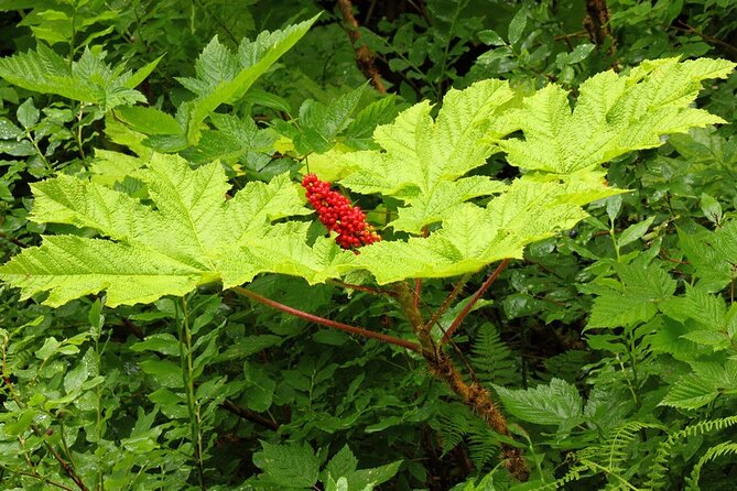 Guided Hike | TONGASS NATIONAL FOREST - Fitness Level and Accessibility
