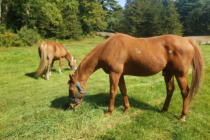 Guided Lilymoore Alpaca Farm Tour - Highlights of the Experience