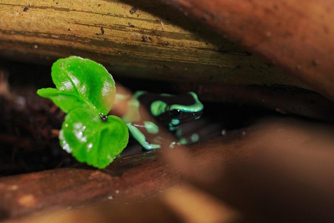 Guided Night Hike Arenal Mundo Aventura - Highlights of the Tour