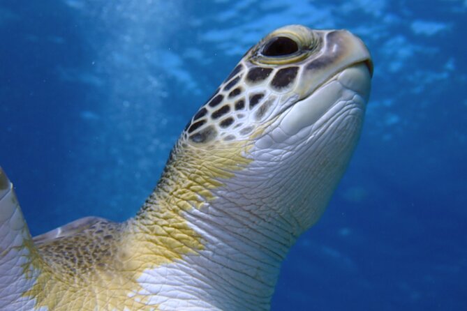 Guided Snorkeling Trip to the Turtles in Protaras - Pricing Details