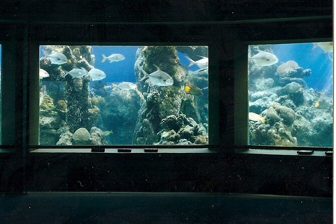 Guided Tour of Coral World Ocean Park & Happy Hour - Exploring Coral World Ocean Park