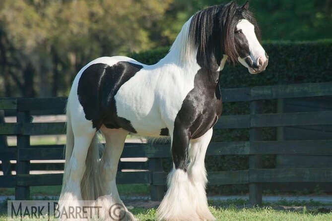 Gypsy Gold Horse Farm Walking Tour - Tour Inclusions