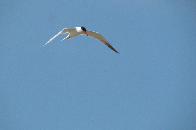 Half-Day Birdwatching at Alvor Dunes - Transportation Details