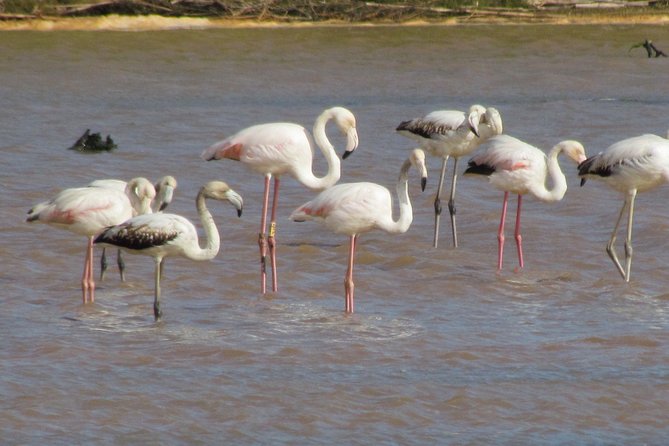 Half-Day Birdwatching at the Abicada Marshed - Tour Highlights