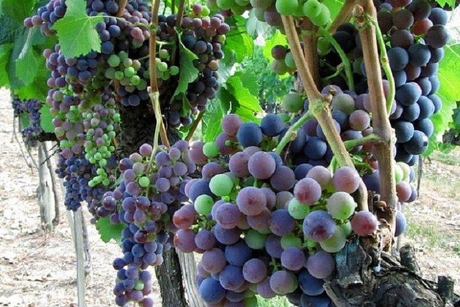 Half-Day Chianti Wine and Olive Oil Tour From Viareggio - Leonardo Da Vincis Birthplace