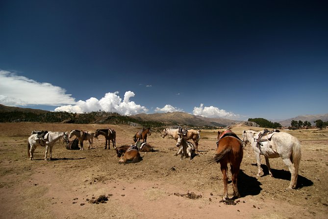 Half Day - City Horse Traditional Riding Tour Group Service - Inclusions