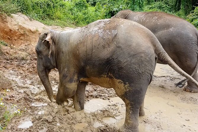 Half Day: Elephant Village Sanctuary - Tour Itinerary and Highlights