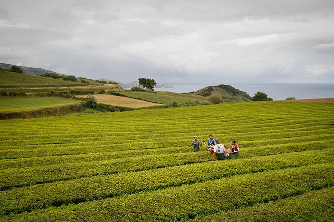 Half Day Gorreana - Pedestrian Walk and Tea Tasting (Min. 2 Persons) - Itinerary Highlights