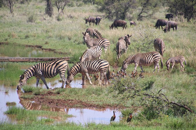 Half-Day Nairobi National Park and Maasai Market With Pick up - Park Entry Fees