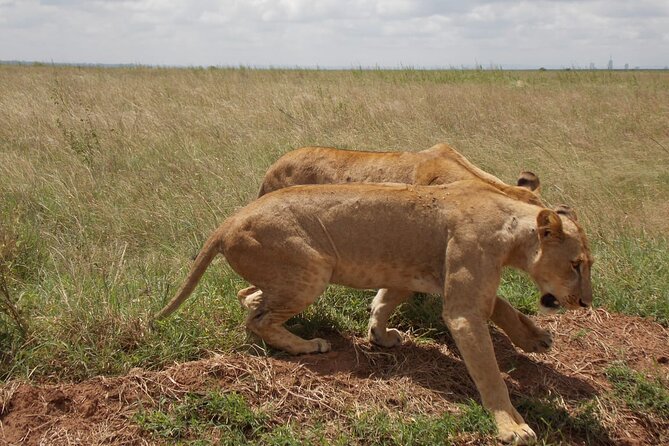 Half Day Nairobi National Park Tour - Witness Wildlife Conservation Efforts
