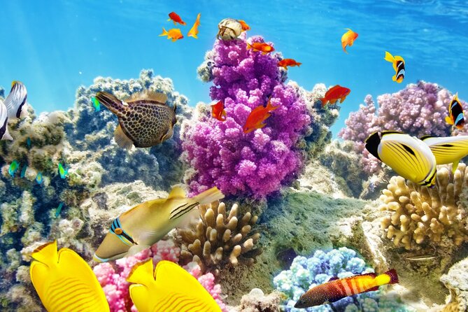 Half-Day Puerto Morelos Snorkeling Experience With Lunch - Meeting and Pickup Details