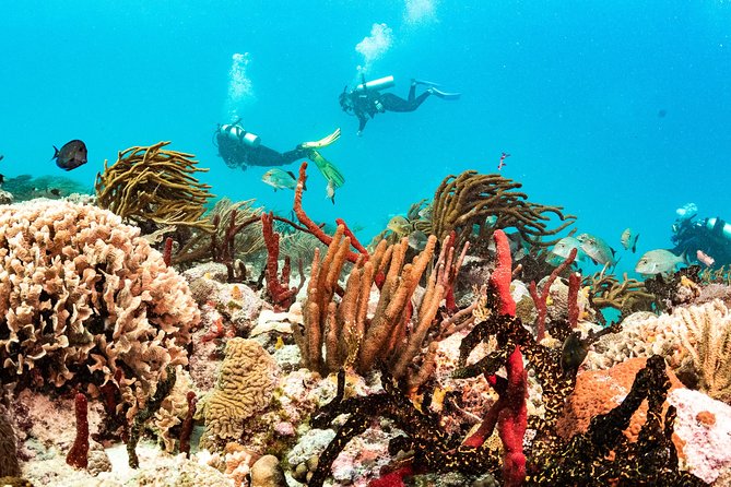 Half-Day Scuba Diving in Playa Del Carmen for Small-Group - Equipment and Inclusions