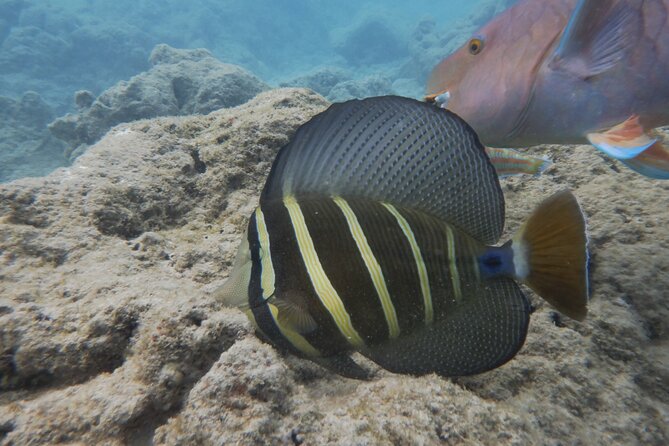 Hanauma Bay Guided Snorkeling Tour - Meeting and Pickup Information