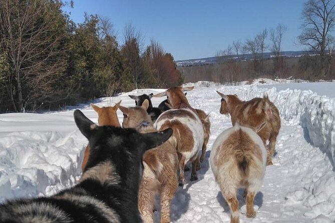 Haute Goat Shmurgle in Ontario - Location and Accessibility