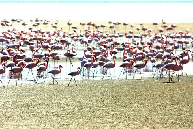 Highlights of Walvis Bay Guided 1/2 Day Tour (Shore Excursion) - Key Attractions to Explore