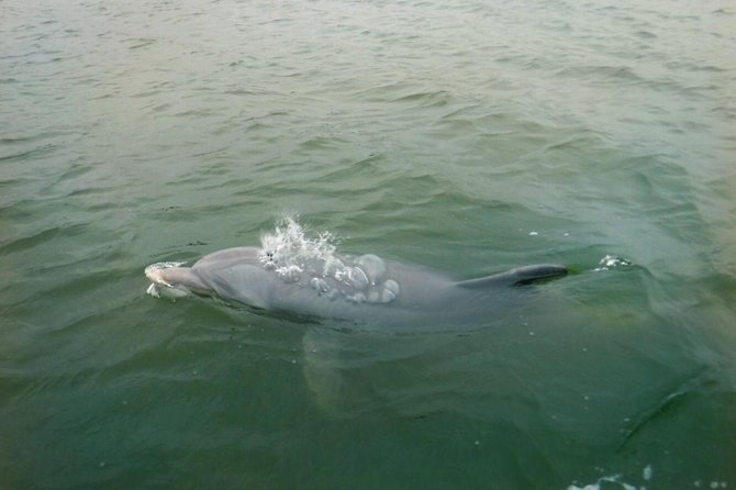 Hilton Head Guided Stand Up Paddleboard Tour - What to Expect on the Tour