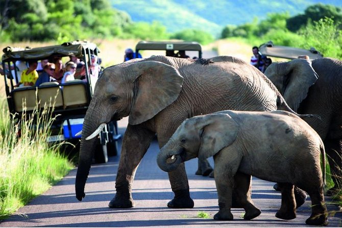 Hluhluwe Imfolozi Game Reserve & Phezulu Safari Park From Durban - Discovering Phezulu Safari Park
