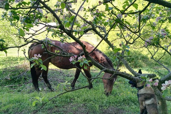 Horse Ride in the Mugello (Transfer From / to Florence) and Tuscan Aperitif - Transportation Details