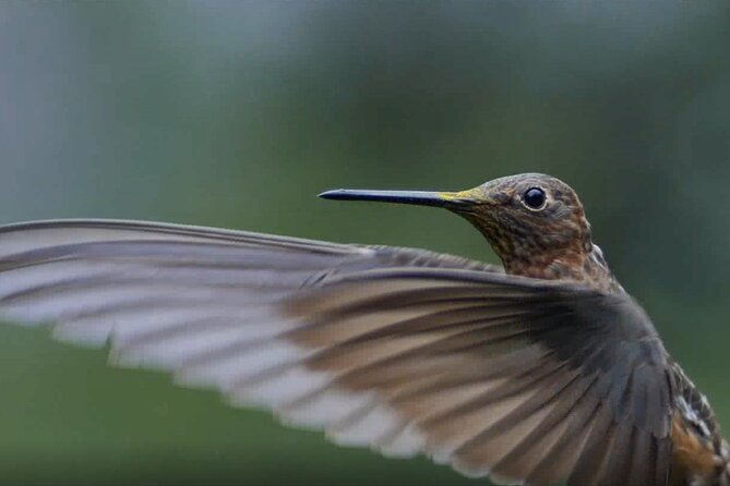 Hummingbirds of the Sacred Valley - Cusco - Tour Details and Logistics