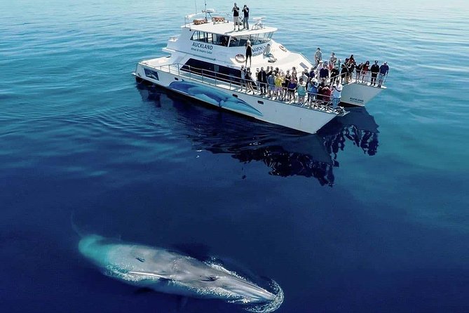 Humpback Whales Watching + Samana Eco-Tour - Health Considerations