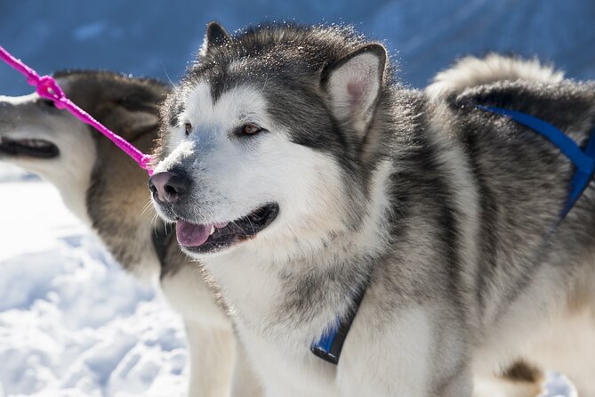 Husky Sledding Ride in Levi 5 KM - Inclusions and Exclusions
