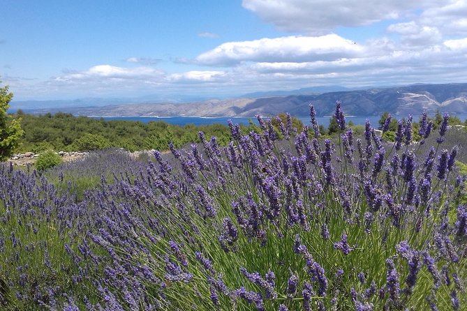 Hvar Lavender Tour - Experience Details