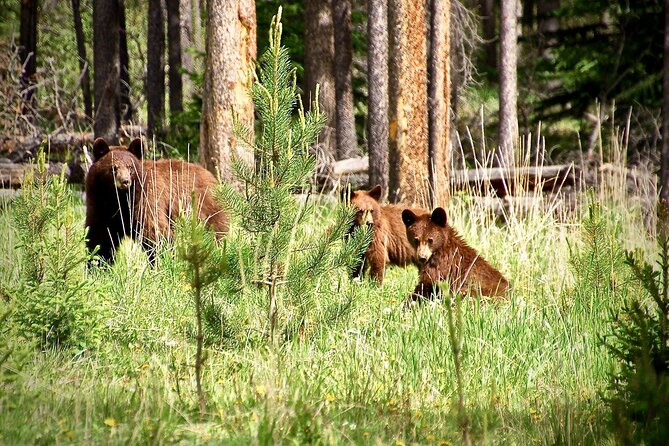 Icefields Parkway Highlights & Secrets | Award-Winning Adventure - Wildlife Encounters