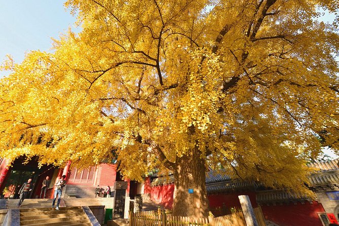 Independent Tour to Shaolin Temple and Longmen Grottoes From Zhengzhou - Key Inclusions and Benefits