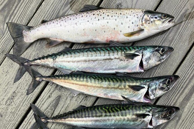 Inshore Fishing in the Drangefjord - Specialized Fishing Guidance