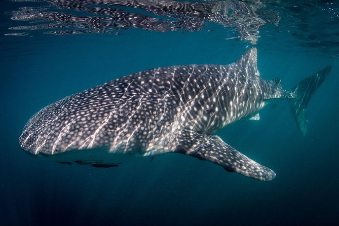 Intimate Eco-Friendly Whale Shark Encounter - Premium Service - Meeting and Pickup