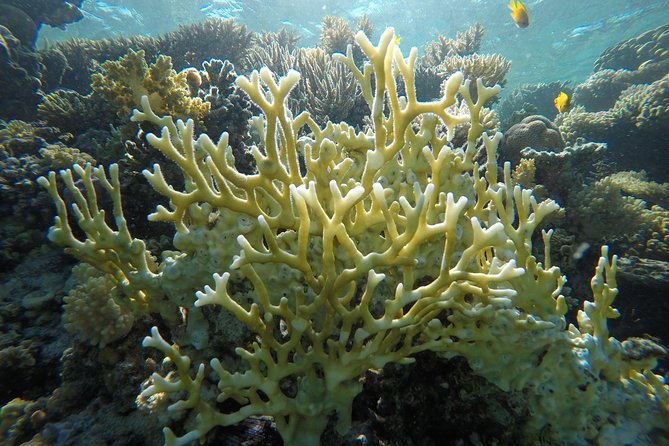 Intro Scuba Diving - Participation Requirements
