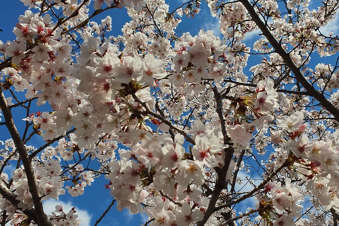 Jinhae Cherry Blossom Festival Tour - Meeting and Pickup Details