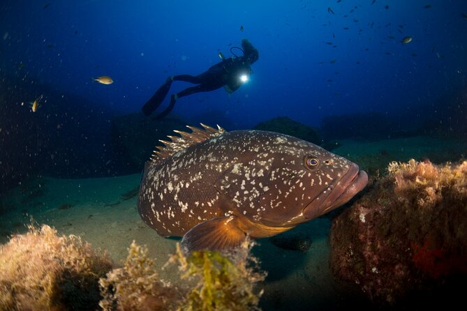 Join a Guided Dive to 2 Must See Dive Sites in Puerto Del Carmen - Meeting and Pickup Information
