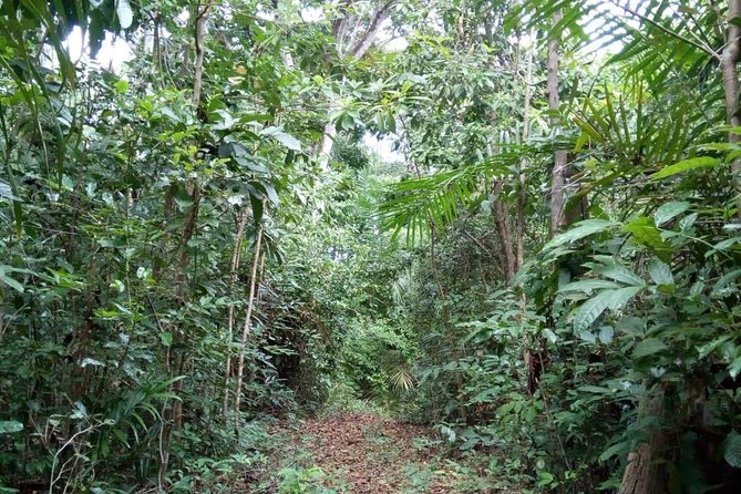 Jozani Forest Tour - Wildlife Encounters
