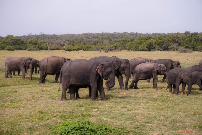 Kaudulla National Park Elephant Safari With Hotel Pickup - Hotel Pickup Details